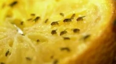 Načina da se riješite voćnih sredina